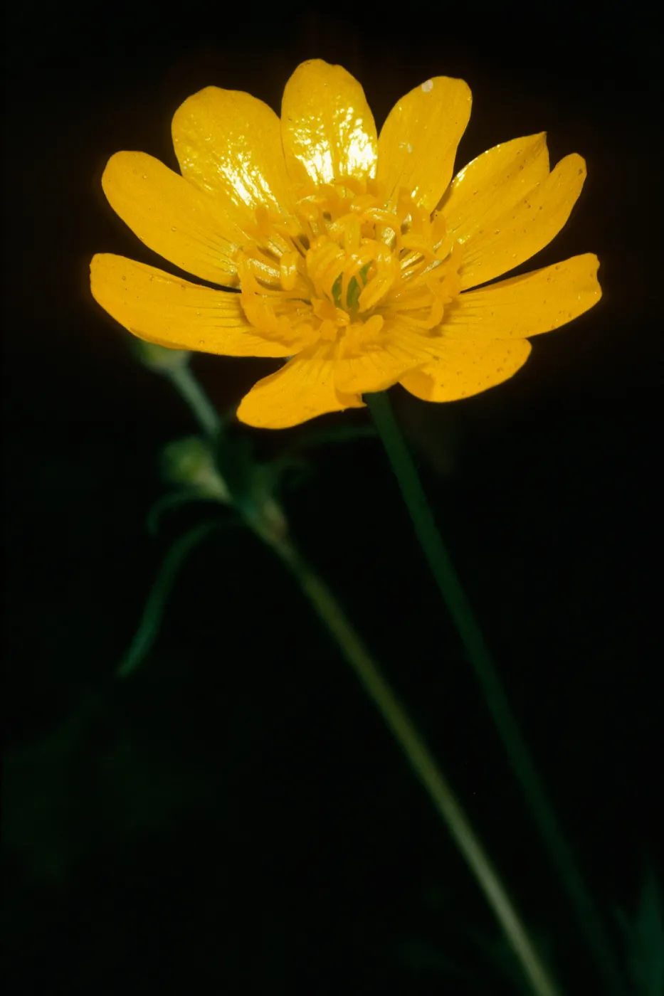 Ranunculus californicus, Santa Cruz Island