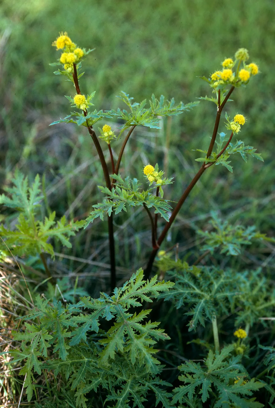 Sanicula arguta, Pelican Bay, S. Cruz I.