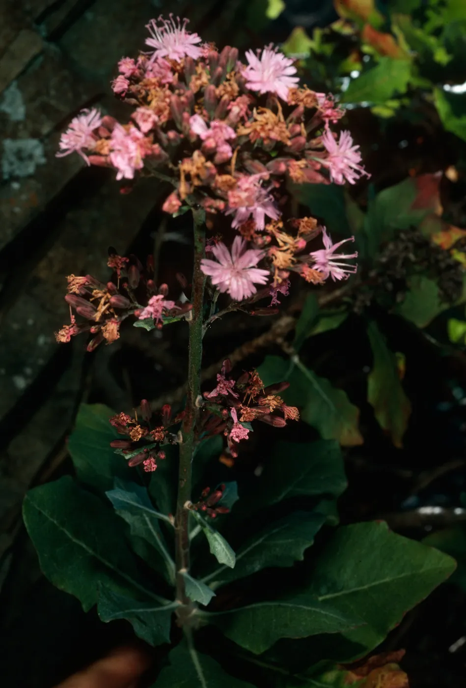 Munzothamnus blairii, Eagle Cyn. S. Clement I.