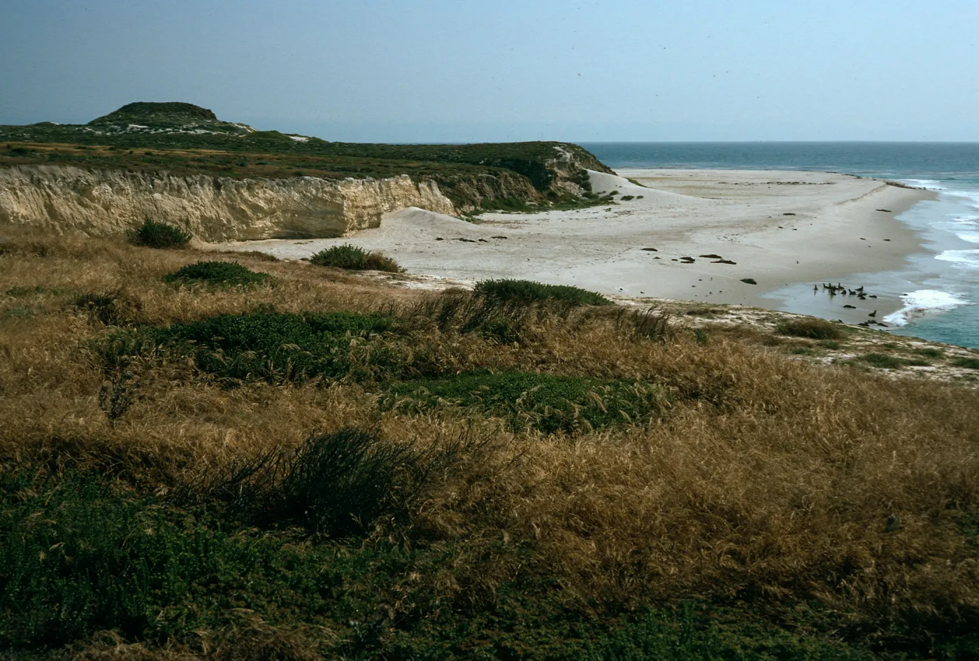 Beach just north of Cardwell Point, San Miguel Island