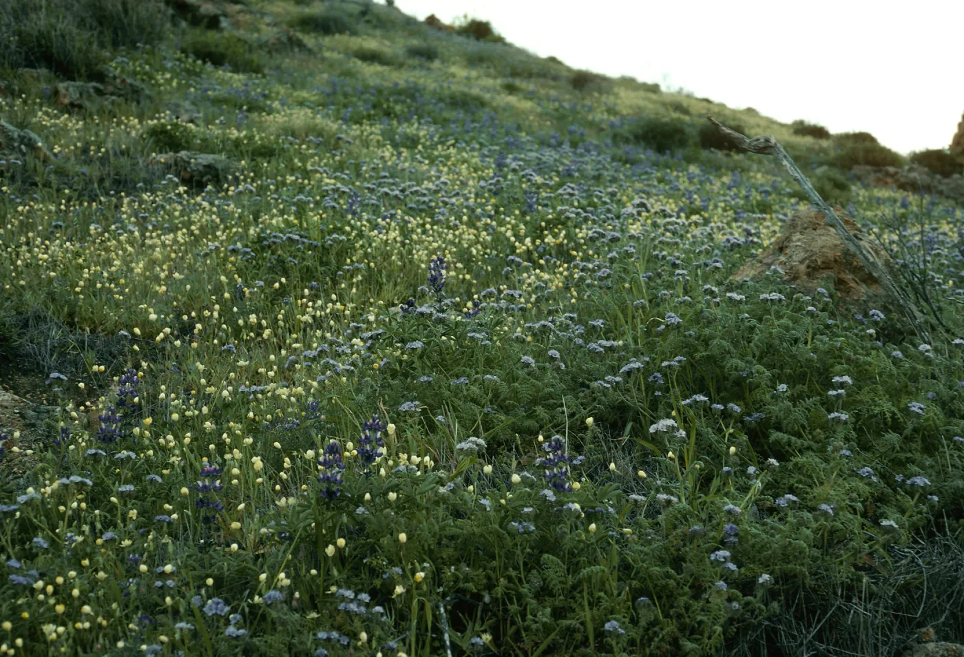 Platystemon (Creamcup), Lupinus (Lupine),Phacelia (scorpionweed), mouth of Laguna Cyn., Santa Cruz Island