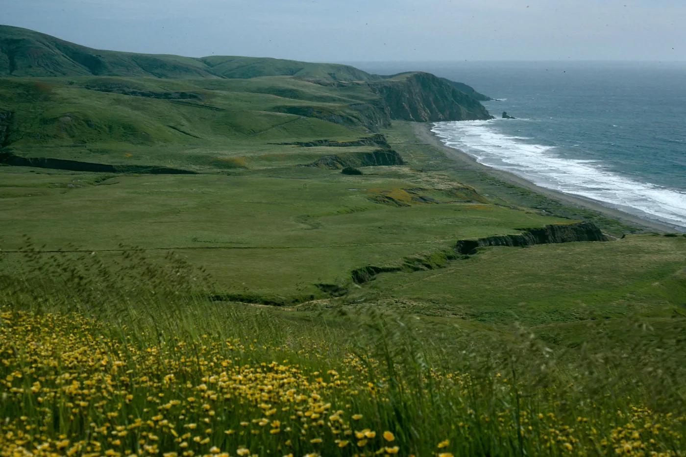 Layia, Christy Beach view, Santa Cruz Island