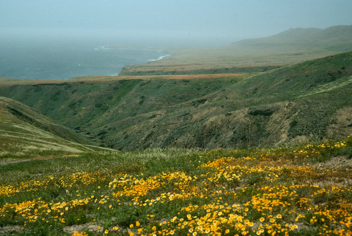 Layia, road to Fraser Point, Santa Cruz Island