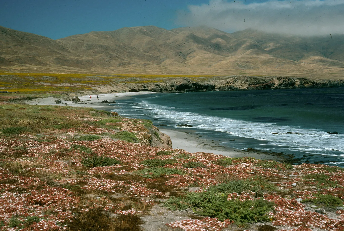 Mesembryanthemum crystallinum, Forneys Cove, S Cruz I.