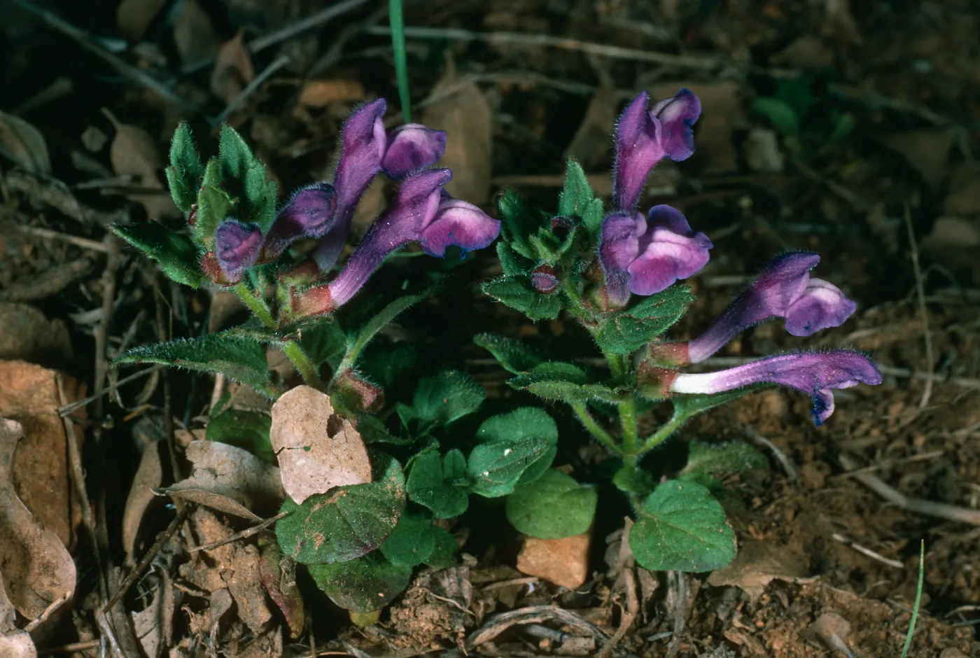Scutellaria tuberosa, Santa Cruz Island