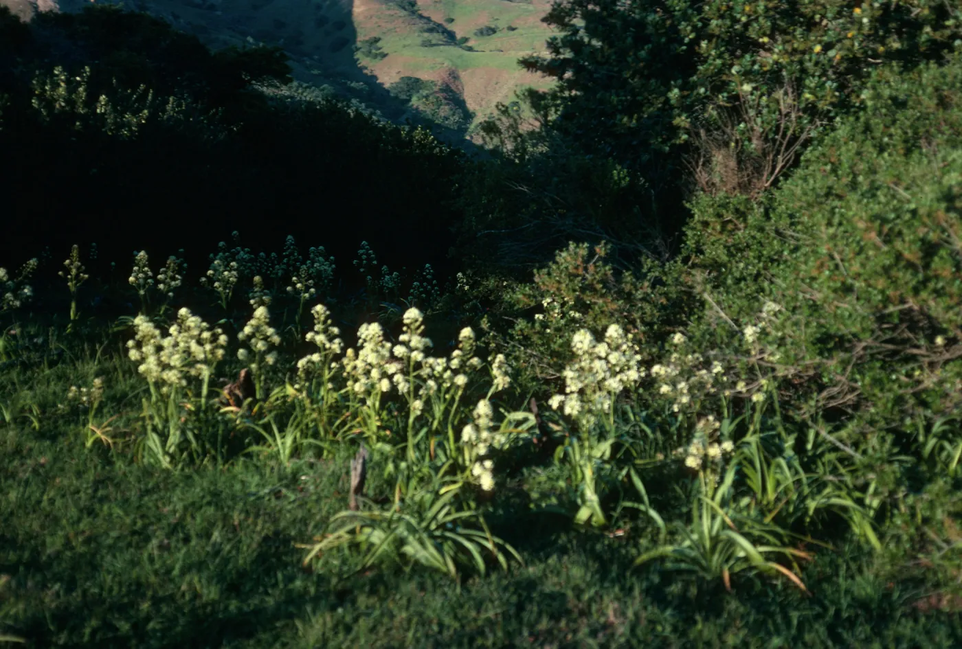 Zigadenus fremontii, South Ridge Road, Santa Cruz Island
