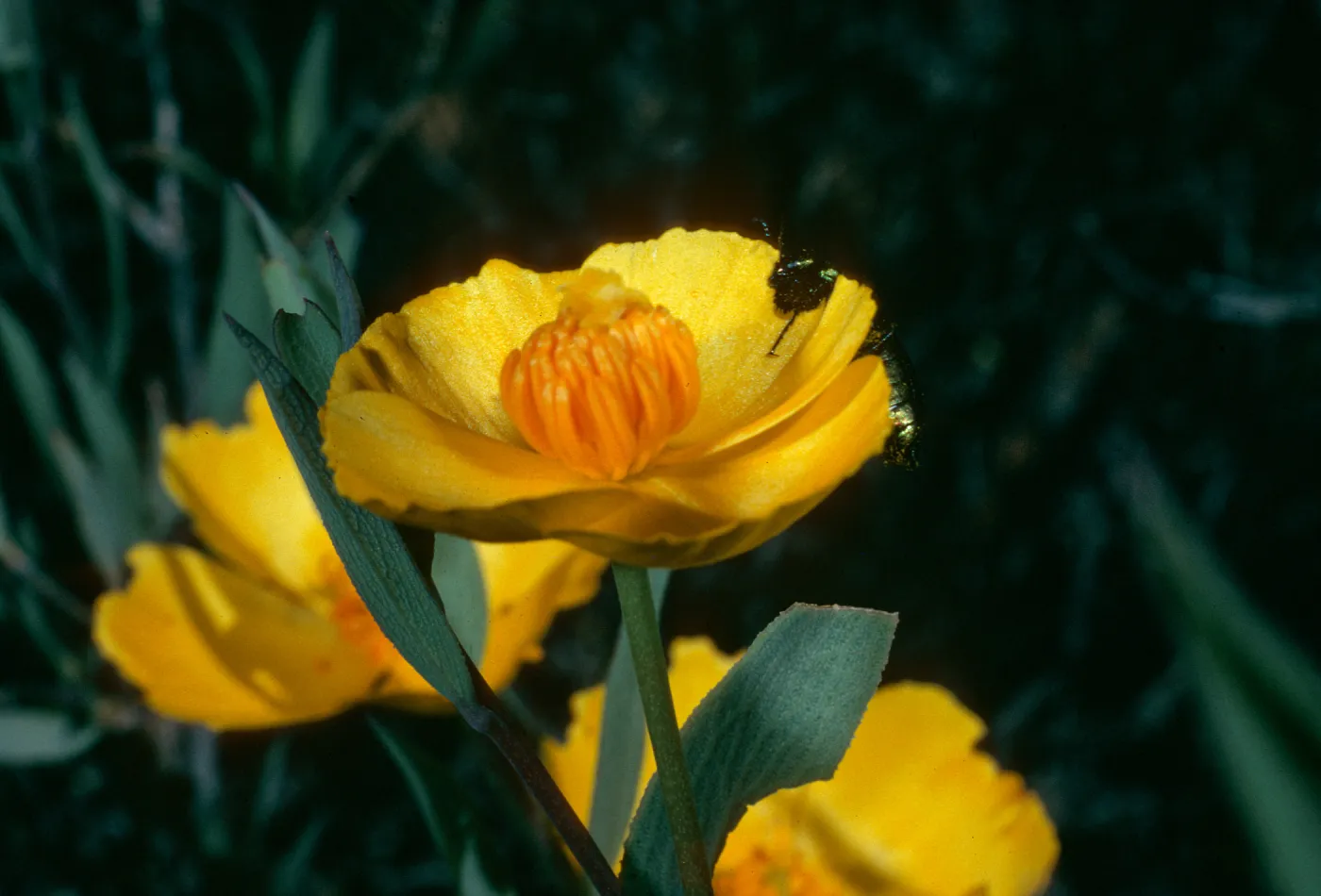 Dendromecon rigida, Beetle, Cuesta