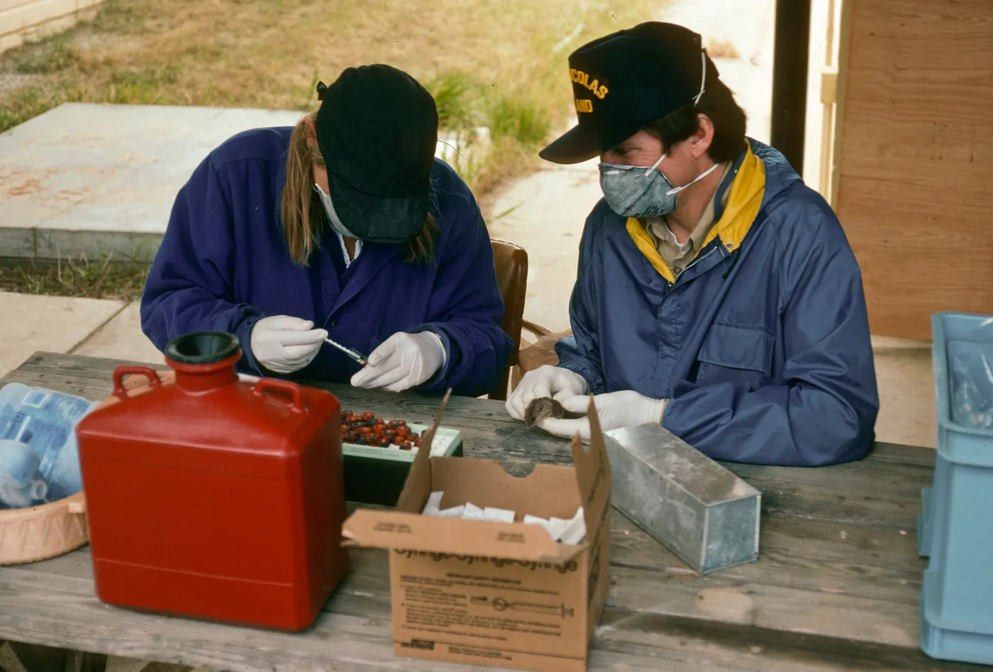 Grace Smith & Charles Drost collecting blood samples from mice (Hantavirus), San Nicolas Island