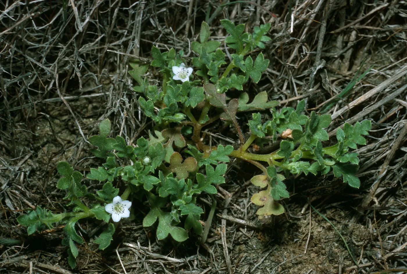 Nemophila pedunculata, Northwest of airfield, San Nicolas Island