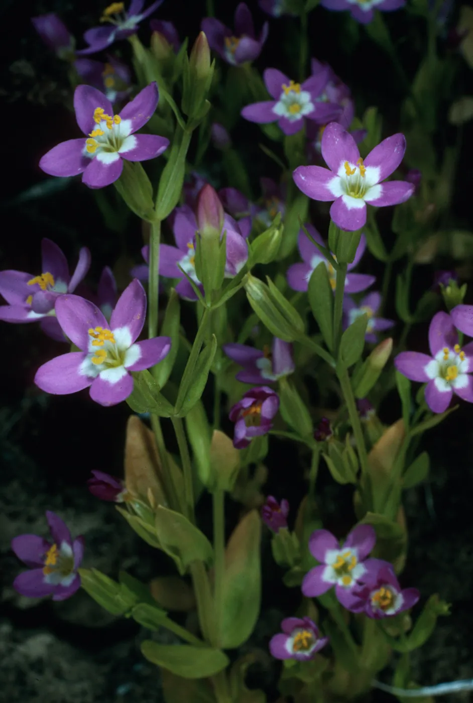 Centaurium venustum, base of NAVFAC Grade, SN-1237, San Nicolas Island