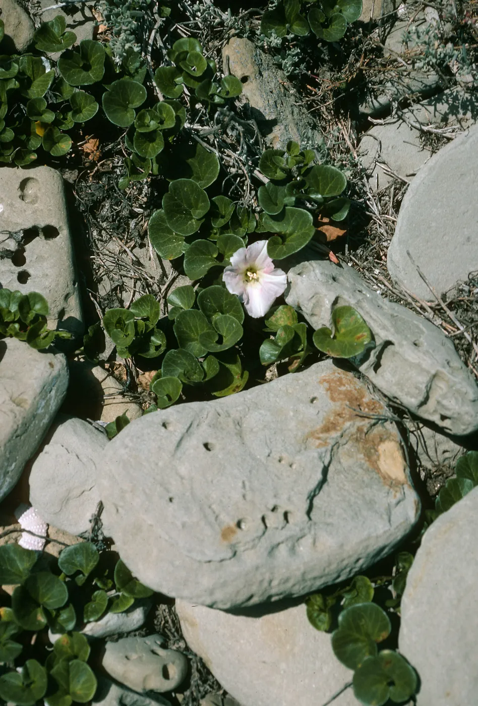 Calystegia soldanella, West end of Red Eye Beach, San Nicolas Island