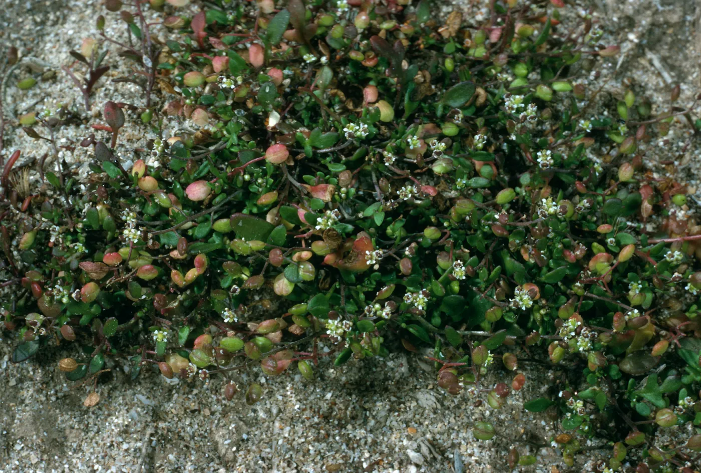 Hutchinsia procumbens, East end of Tandon Beach, San Nicolas Island