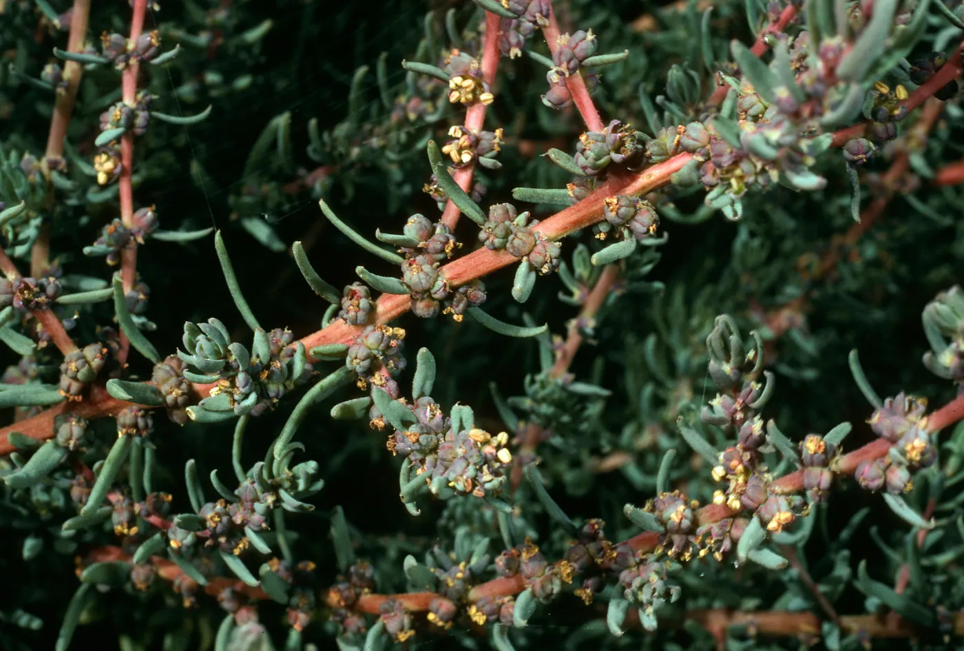 Suaeda taxifolia, Northeast coastal terrace, San Nicolas Island