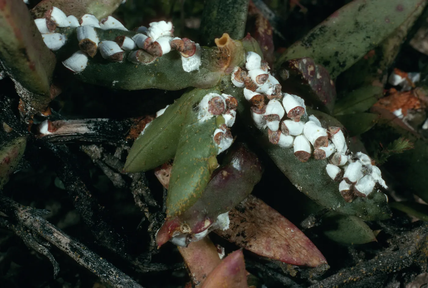 Scale insects, Carpobrotus edulis, road to Red Eye Beach, San Nicolas Island