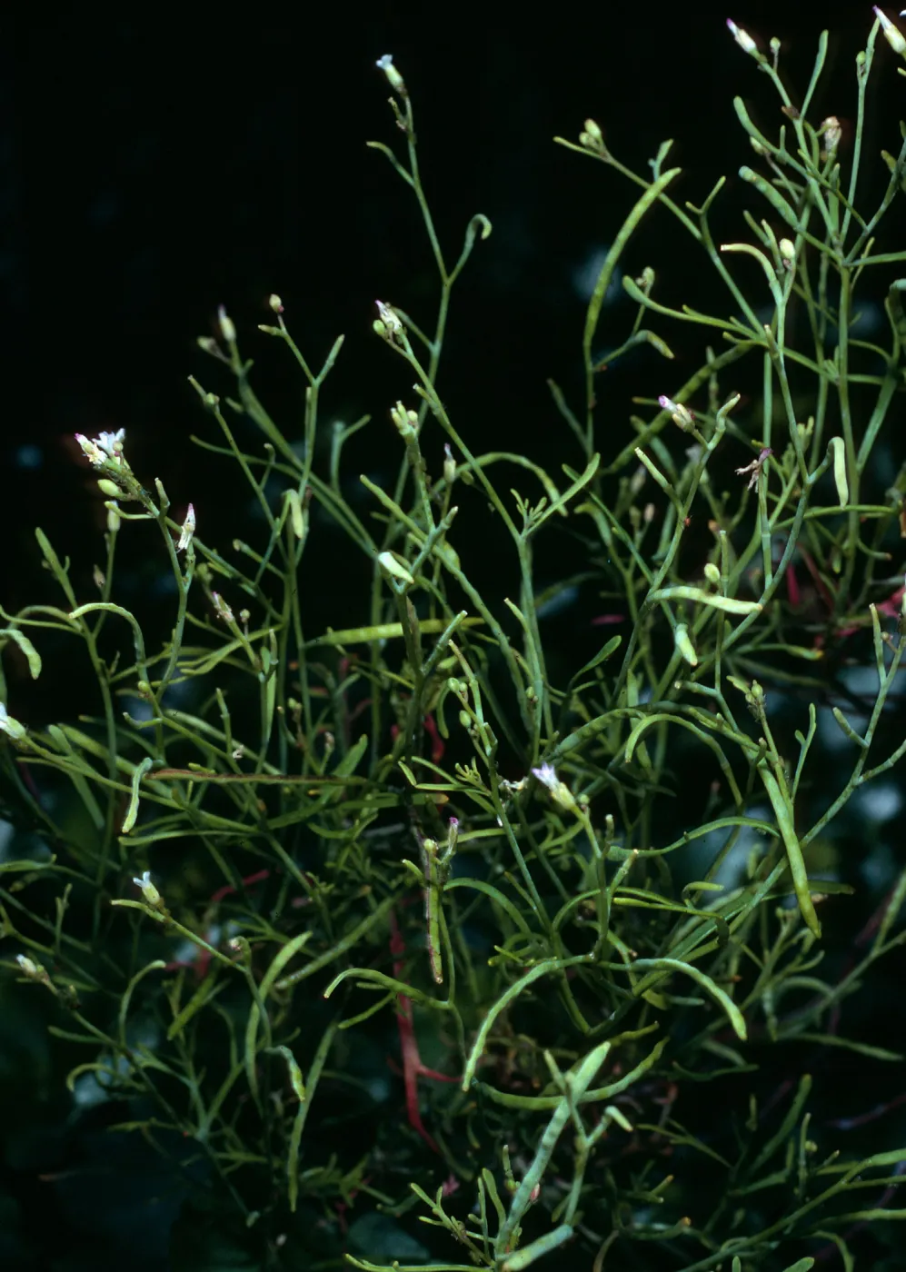Sibara filifolia, SBBG