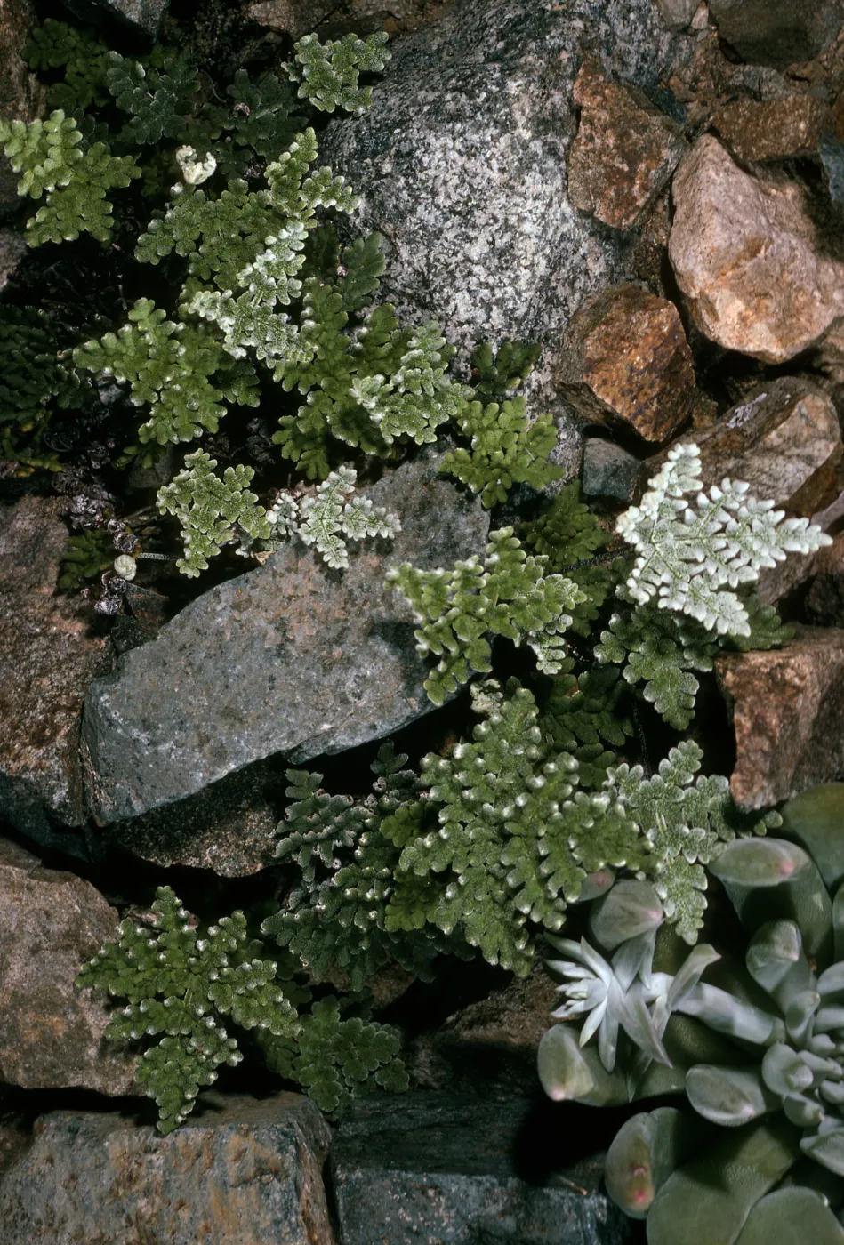 Notholaena, Canon de la Mina, Cedros Island