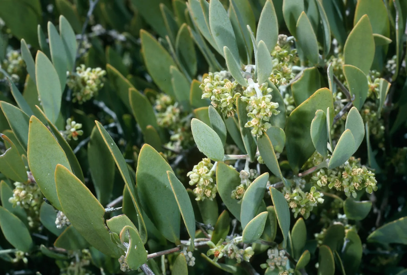 Simmondsia chinensis, Canon de la Mina, Cedros Island