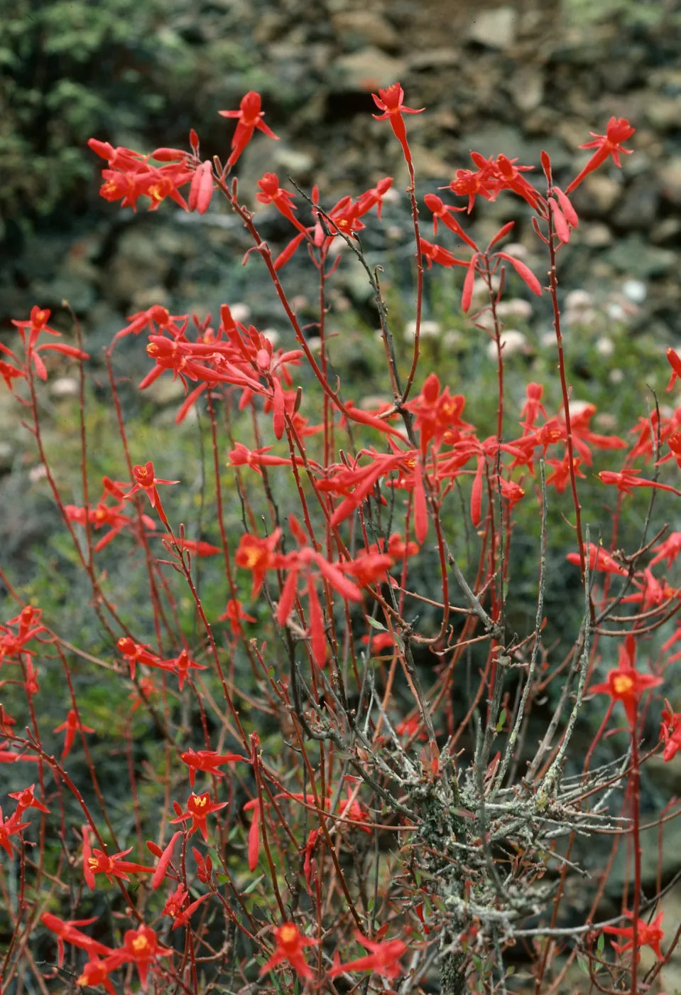 Xylonagra, Cedros Island