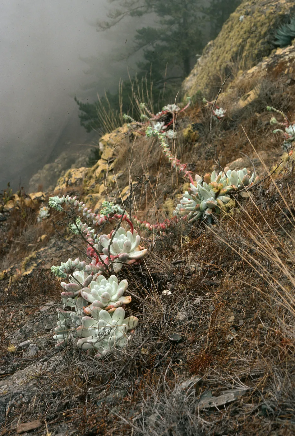 Dudleya pachyphytum, West of head of Canada de la Mina, Cedros Island