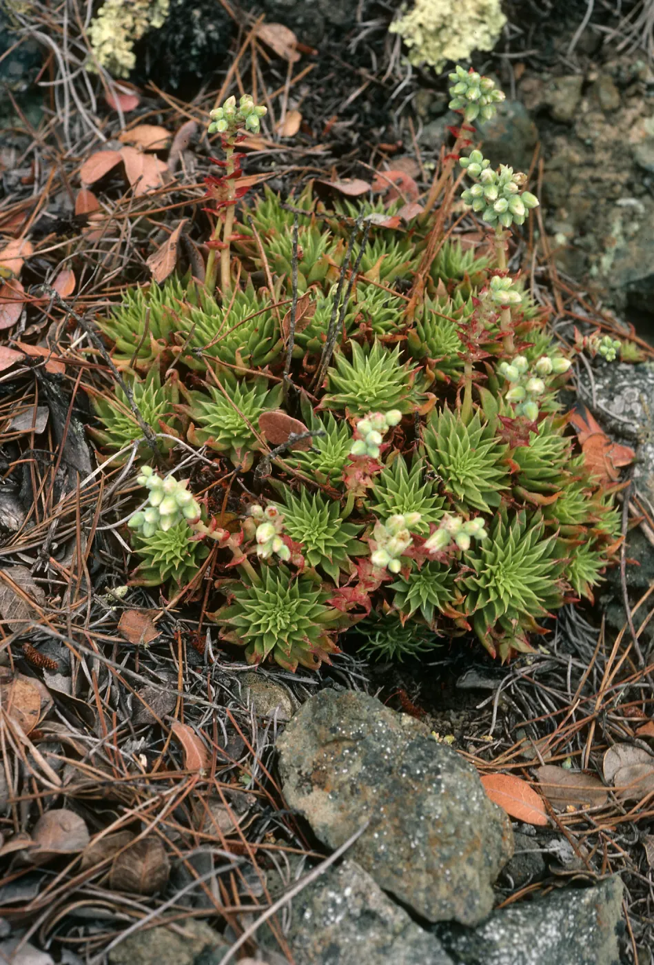 Dudleya acuminata, West of head of Canada de la Mina, Cedros Island