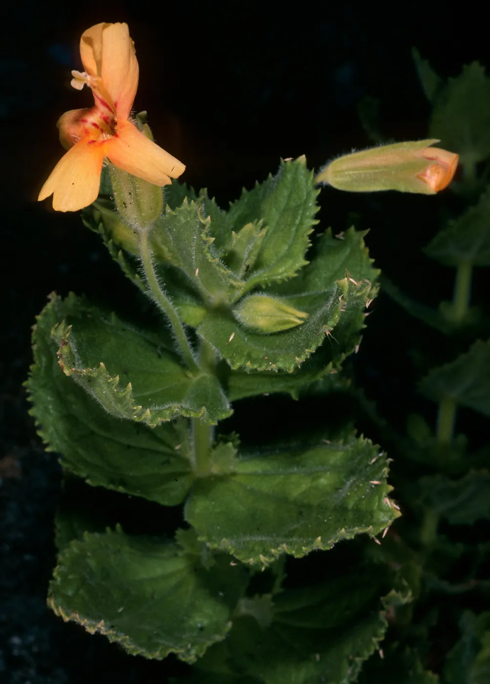 Mimulus cardinalis, yellowish flowers, Gran Canyon, Cedros Island