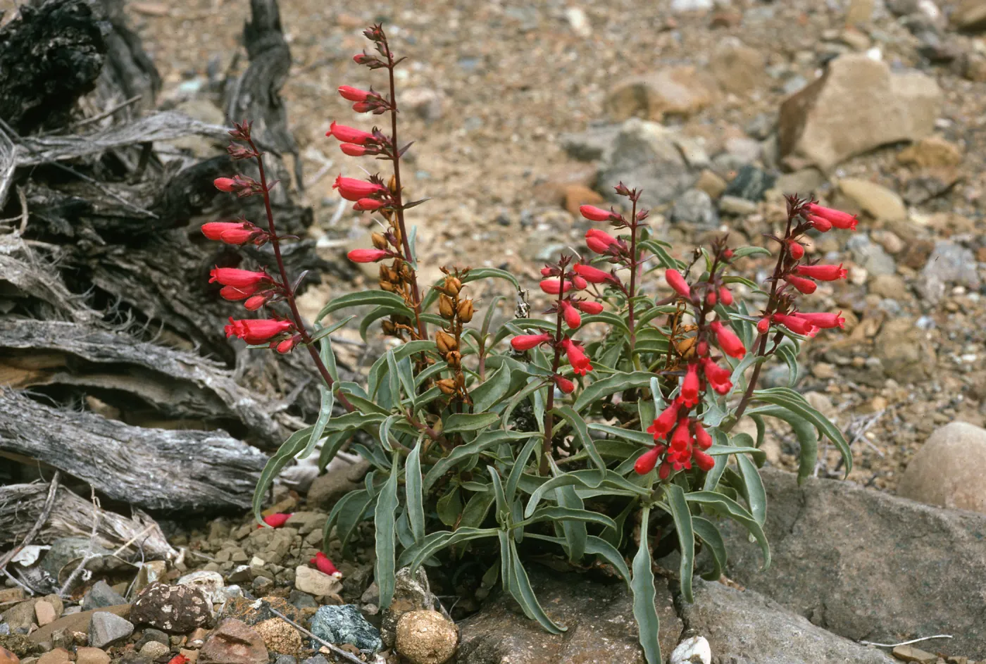 Penstemon cedrosensis, Gran Canon, Cedros Island