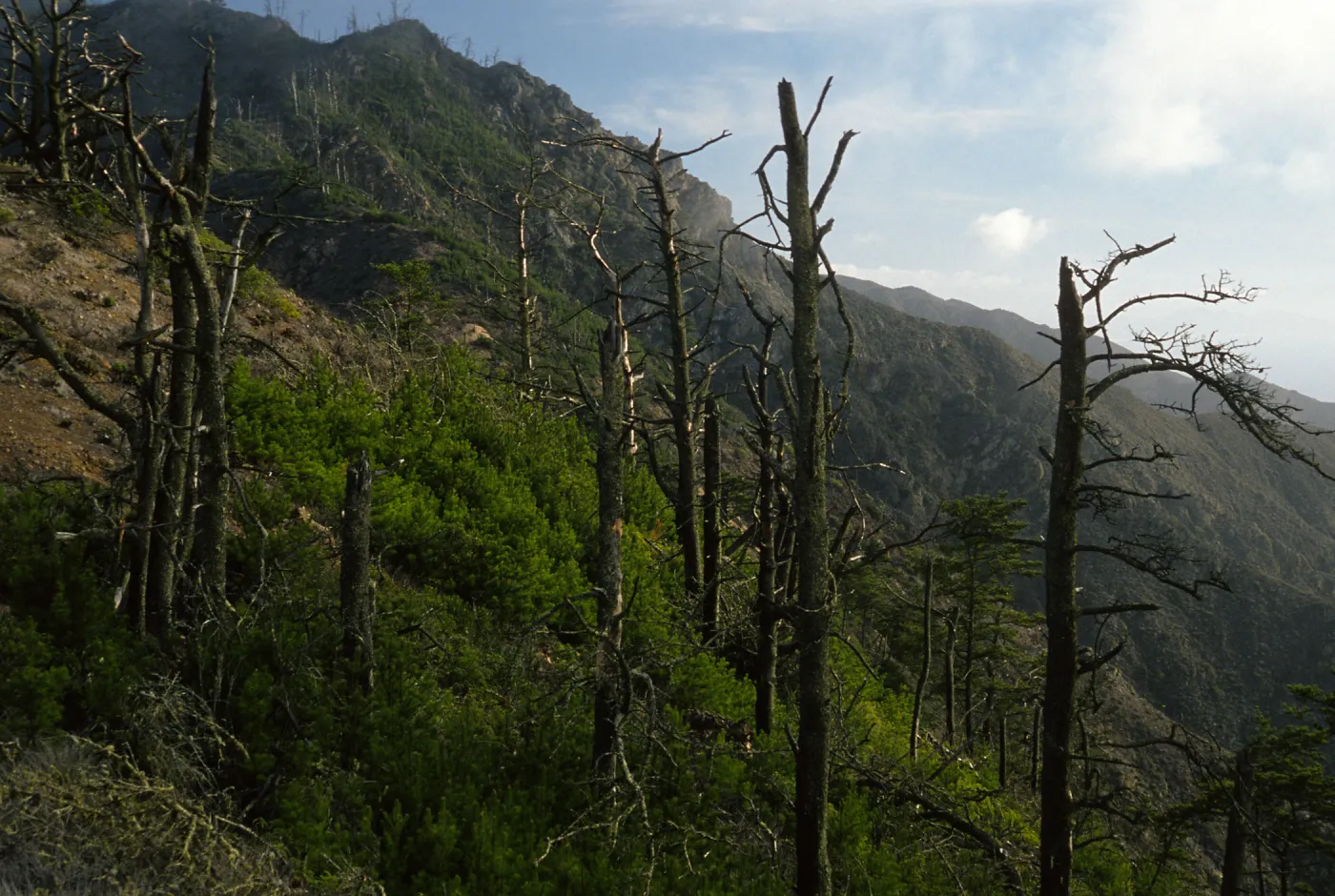 Cedros Island, ridge above Canada de la Mina