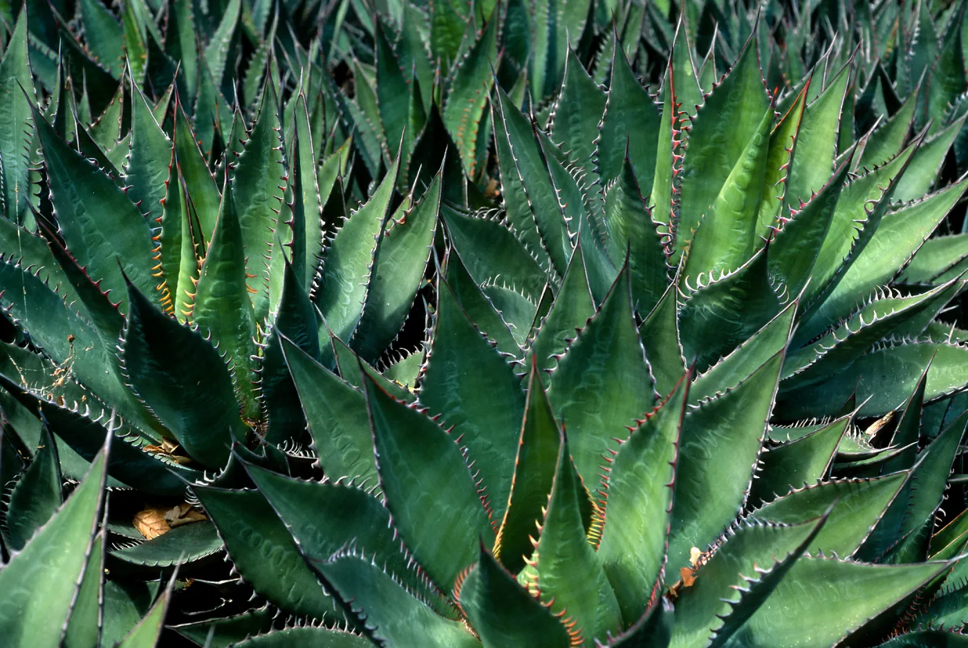Agave shawii