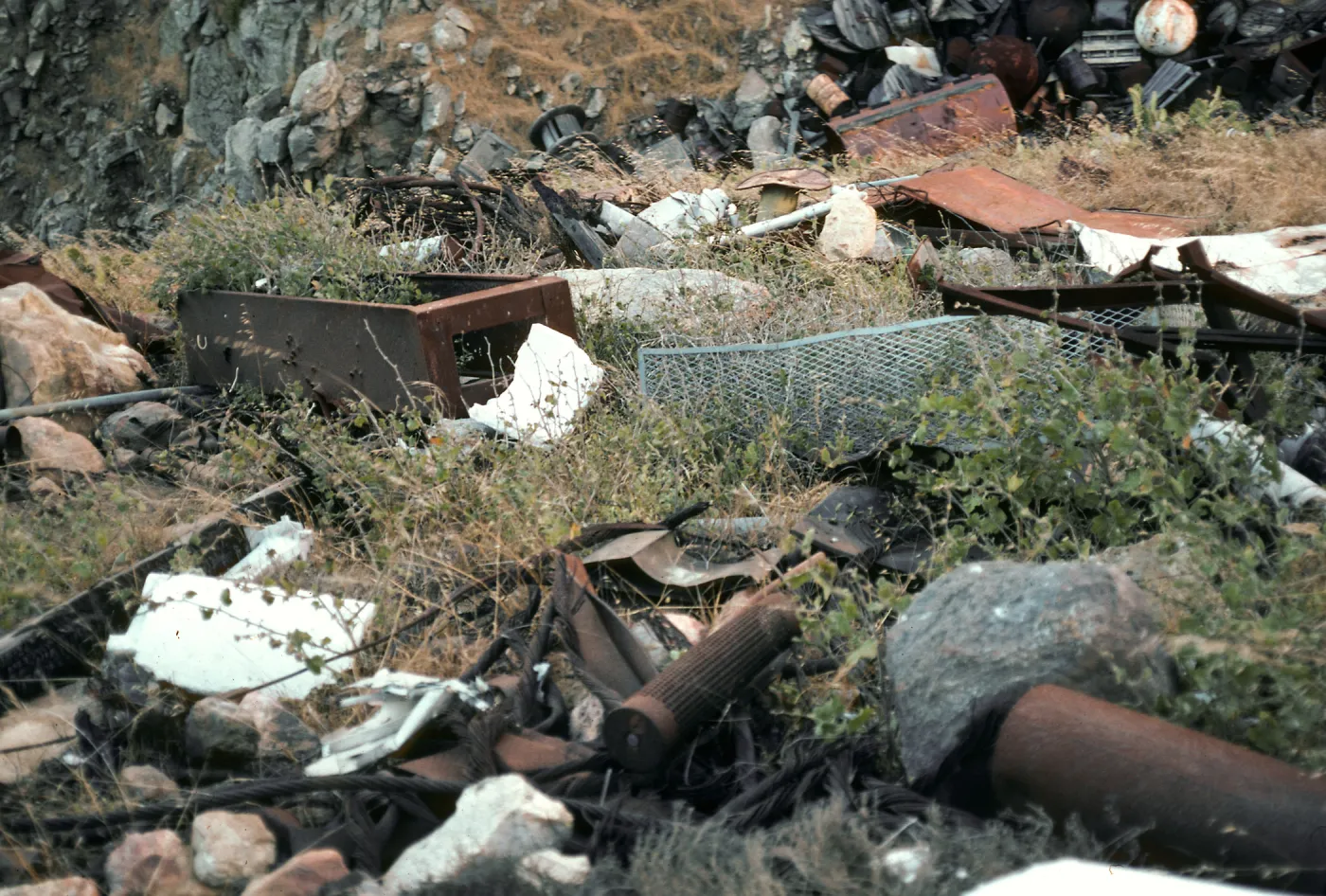 San Clemente Island, Malacothamnus clementinus, below lemon tank