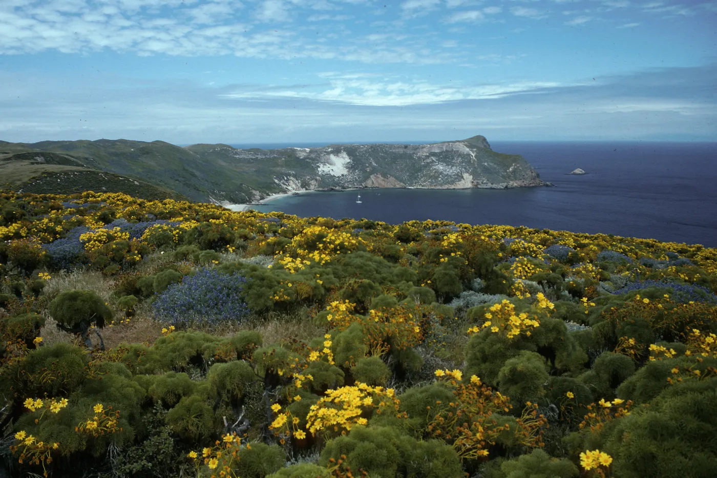 San Miguel Island, Coreopsis, Lupinus (Lupine),, Cuyler Harbor, from Cabrillo Monument