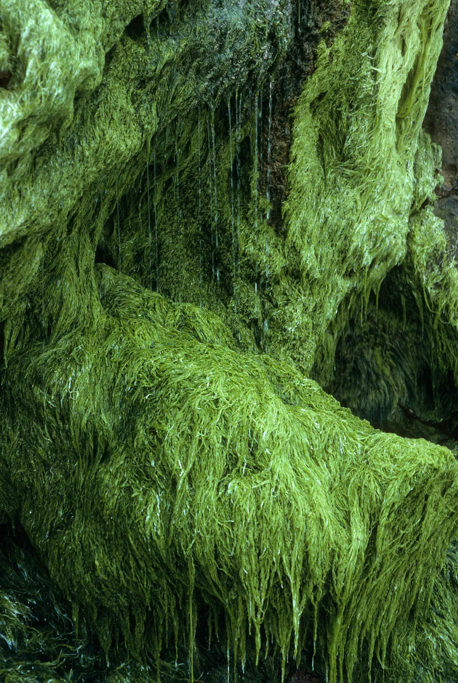 San Miguel Island, algae at freshwater seep, Charcoal Cove, West end of Simonton Beach