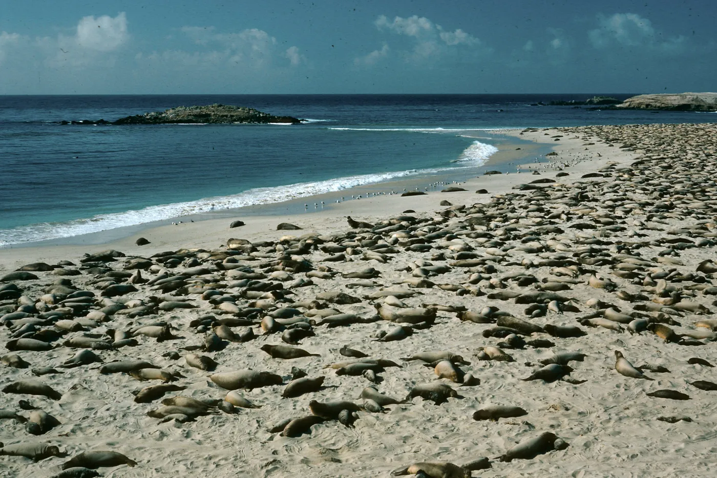 San Miguel Island, Elephant Seals, Point Bennett