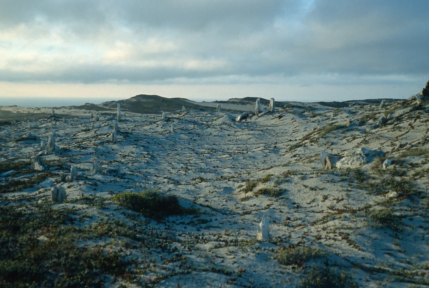 San Miguel Island, caliche forest, at dusk