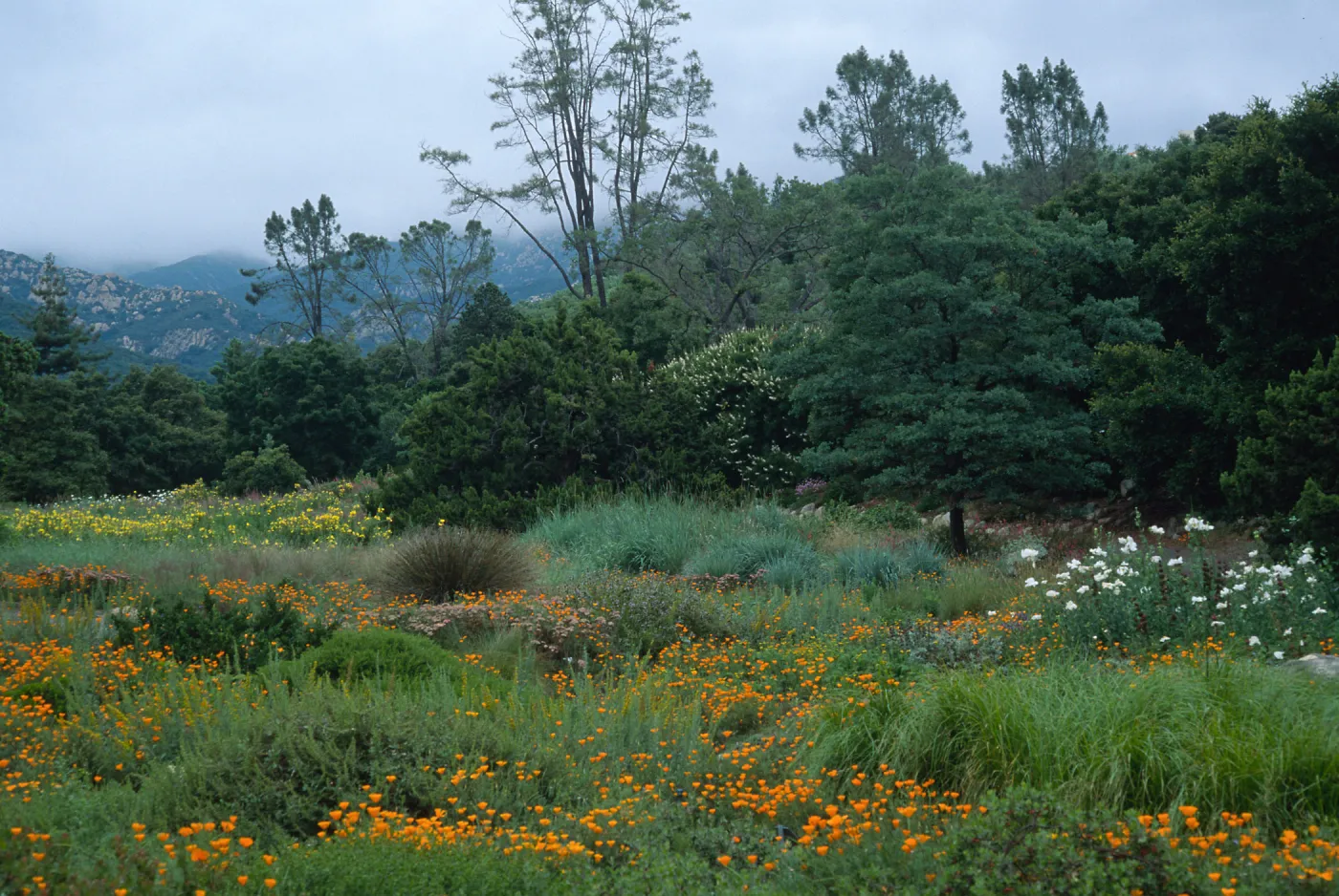 SBBG Meadow