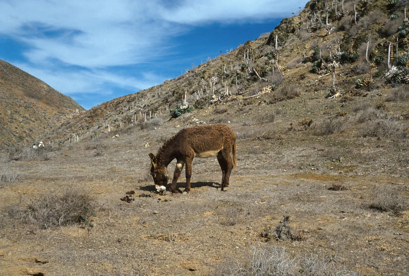 West San Benito Island, burro