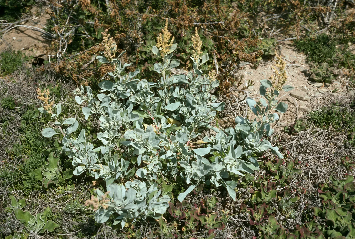 West San Benito Island, Atriplex barclayana, North flats