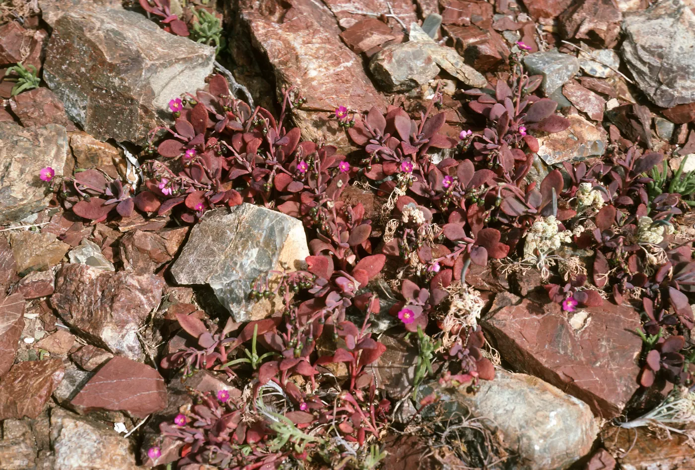 West San Benito Island, Calandrinia maritima, Northwest side