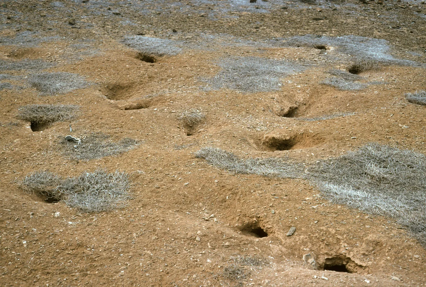 West San Benito Island, bird burros
