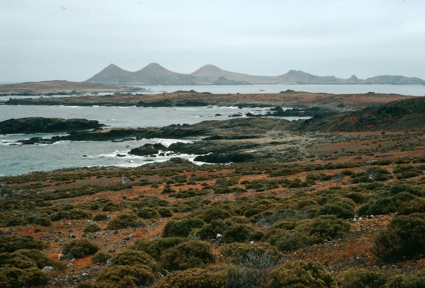 West San Benito Island, flats on Northeast portion 