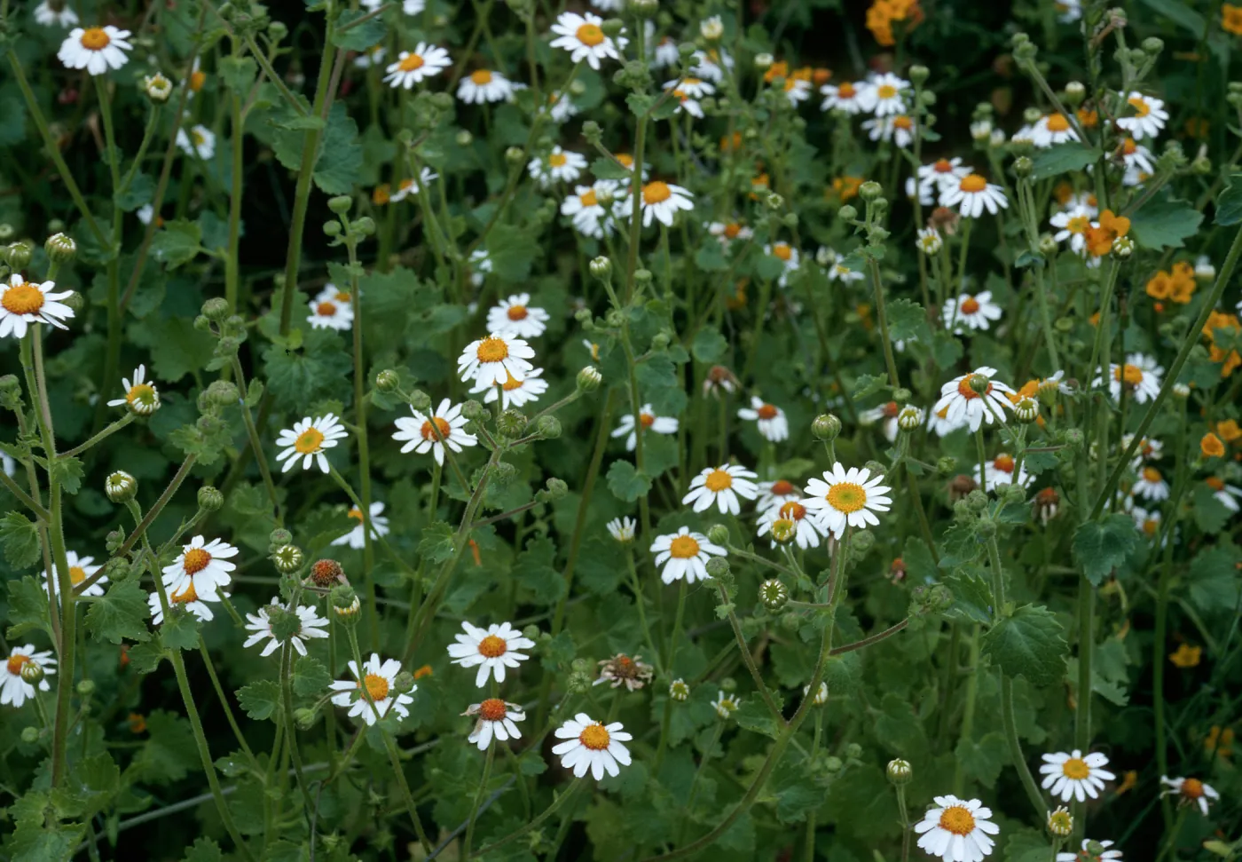 San Martin Island, Amauria rotundifolia, Southeast end