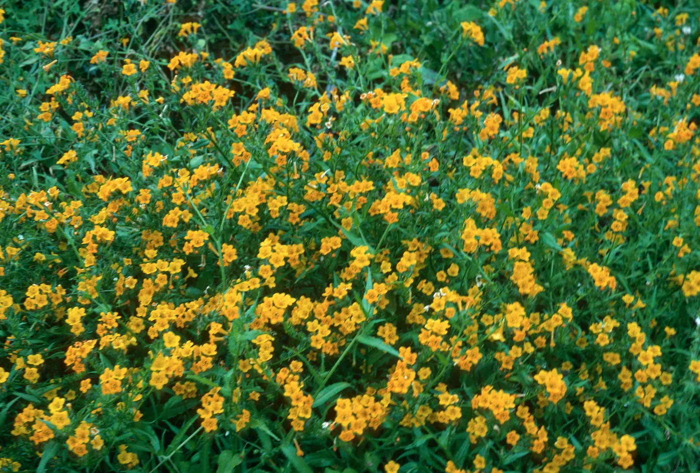 San Martin Island, Amsinckia inepta, trail to crater