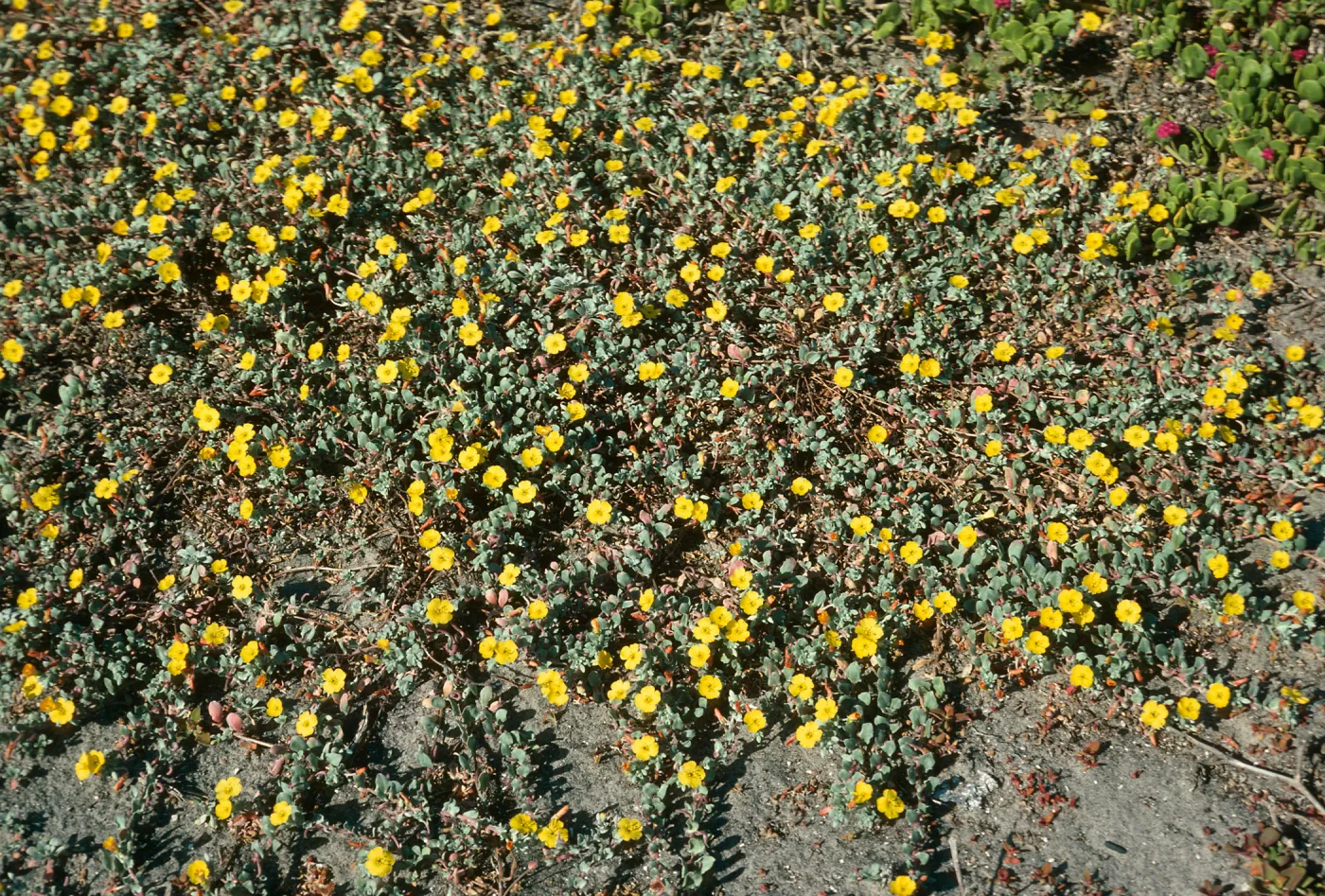 San Martin Island, Camissonia cheiranthifolia, beach & dunes at Fish Camp