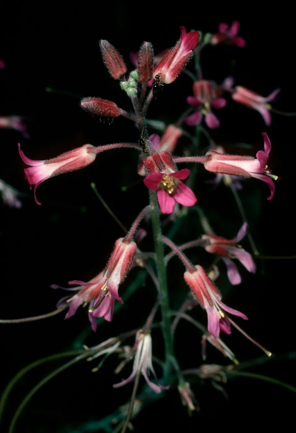 Arabis sparsiflora, 19 Oaks Trail