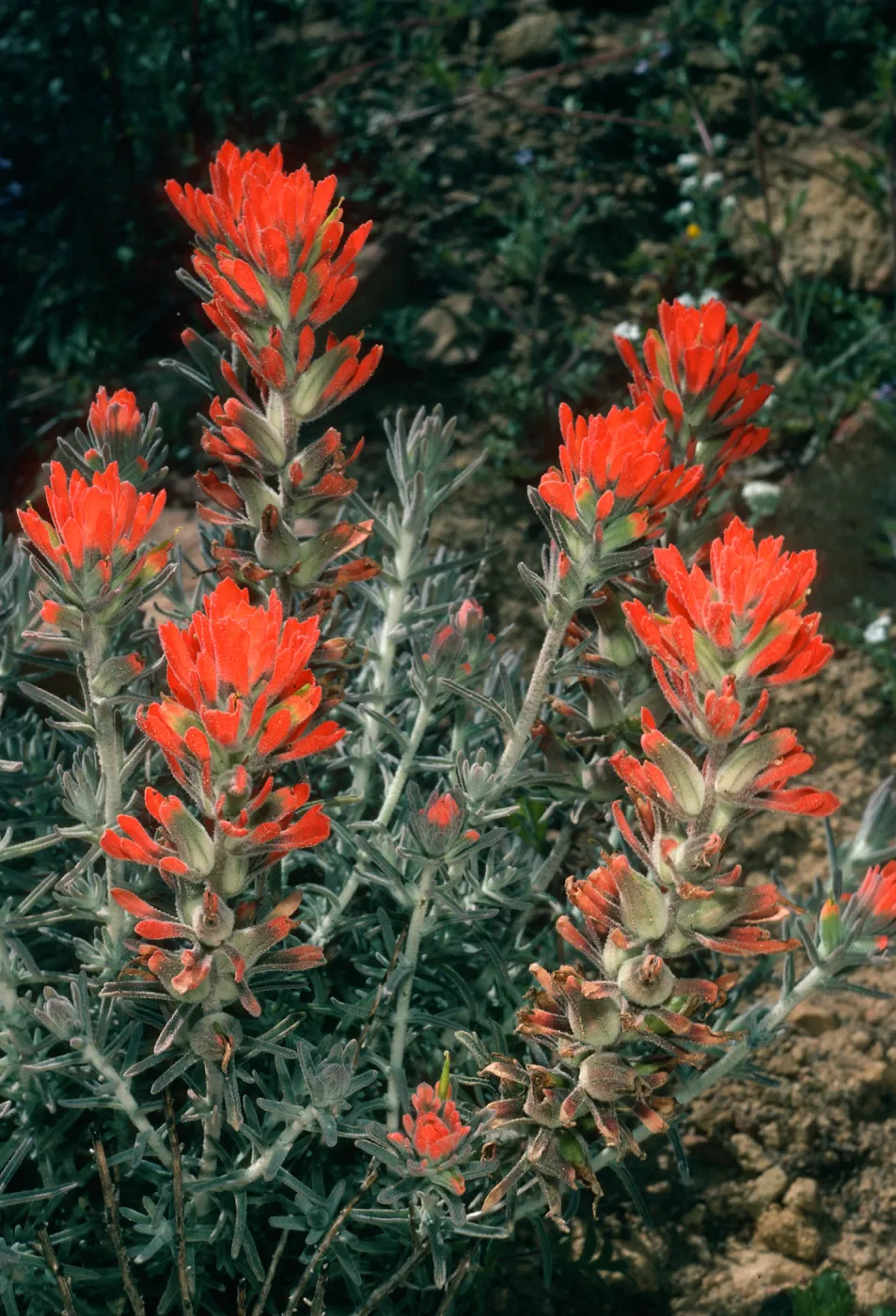 Castilleja foliolosa, West Camino Cielo, West of Broadcast Peak
