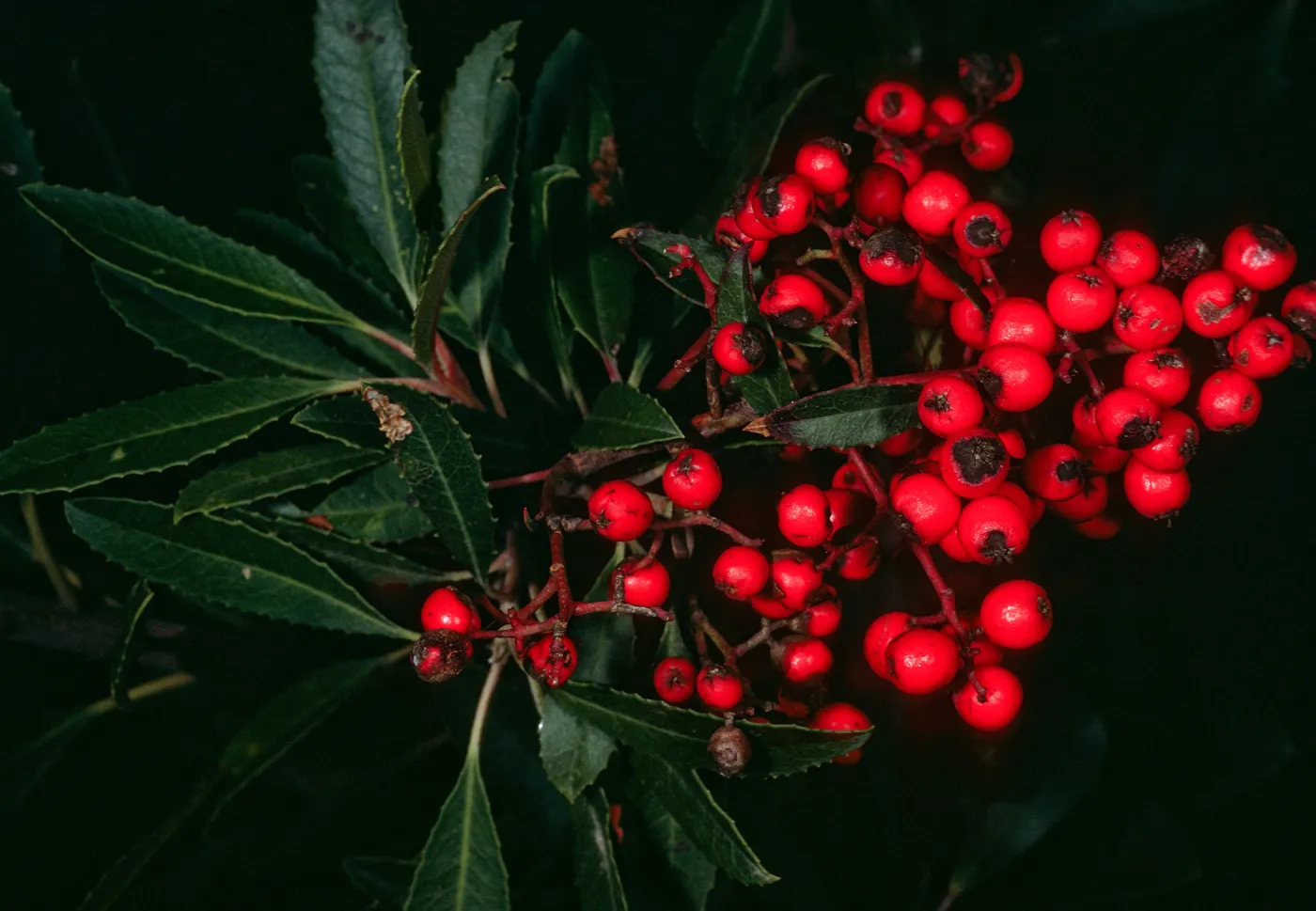 Heteromeles arbutifolia, West Camino Cielo