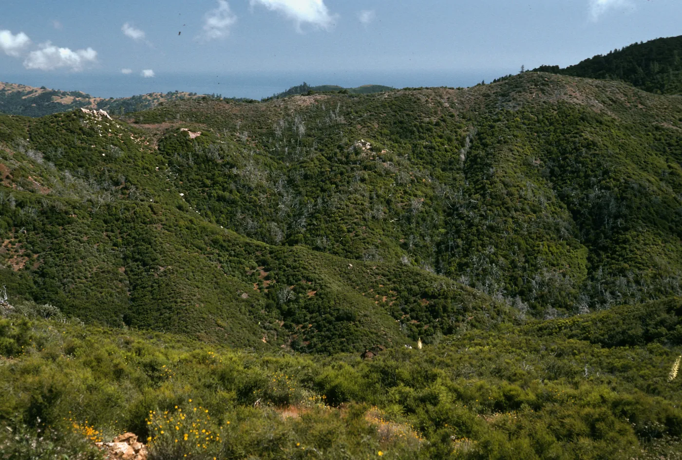 Lions Den, burned Cupressus sargentii, looking South across Villa Creek