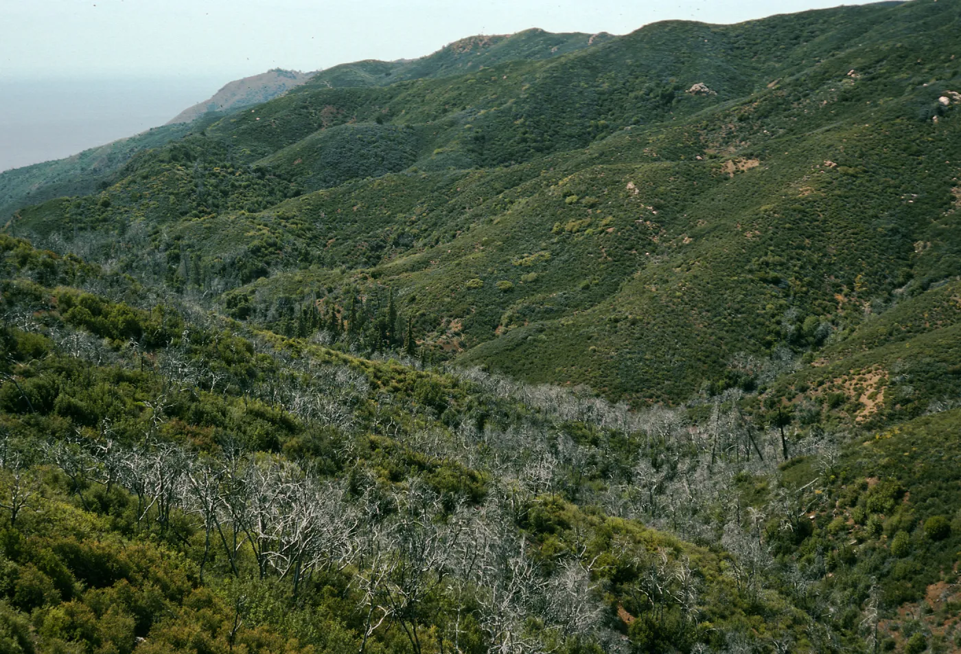 Lions Den, burned Cupressus sargentii, North facing slopes, above Villa Creek