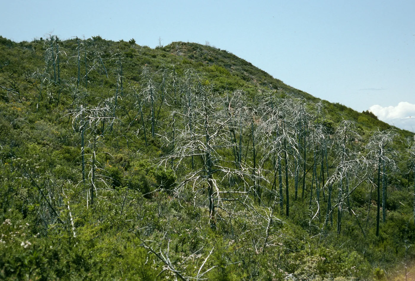 Lions Den, burned Cupressus sargentii