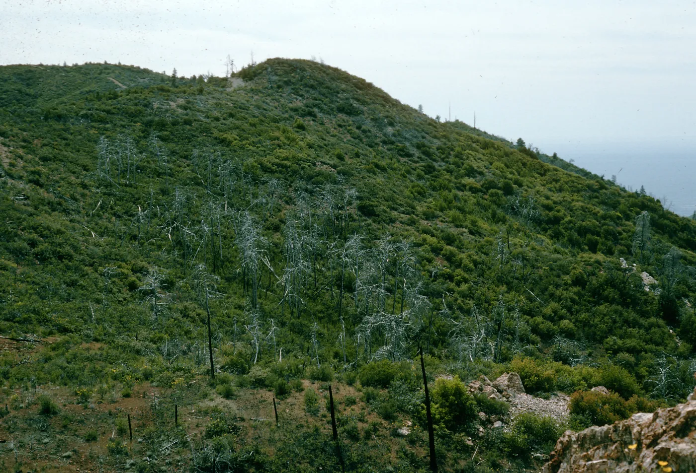 burned Cupressus sargentii, Lions Den, below Peak #3205, North facing slope, above Villa Creek