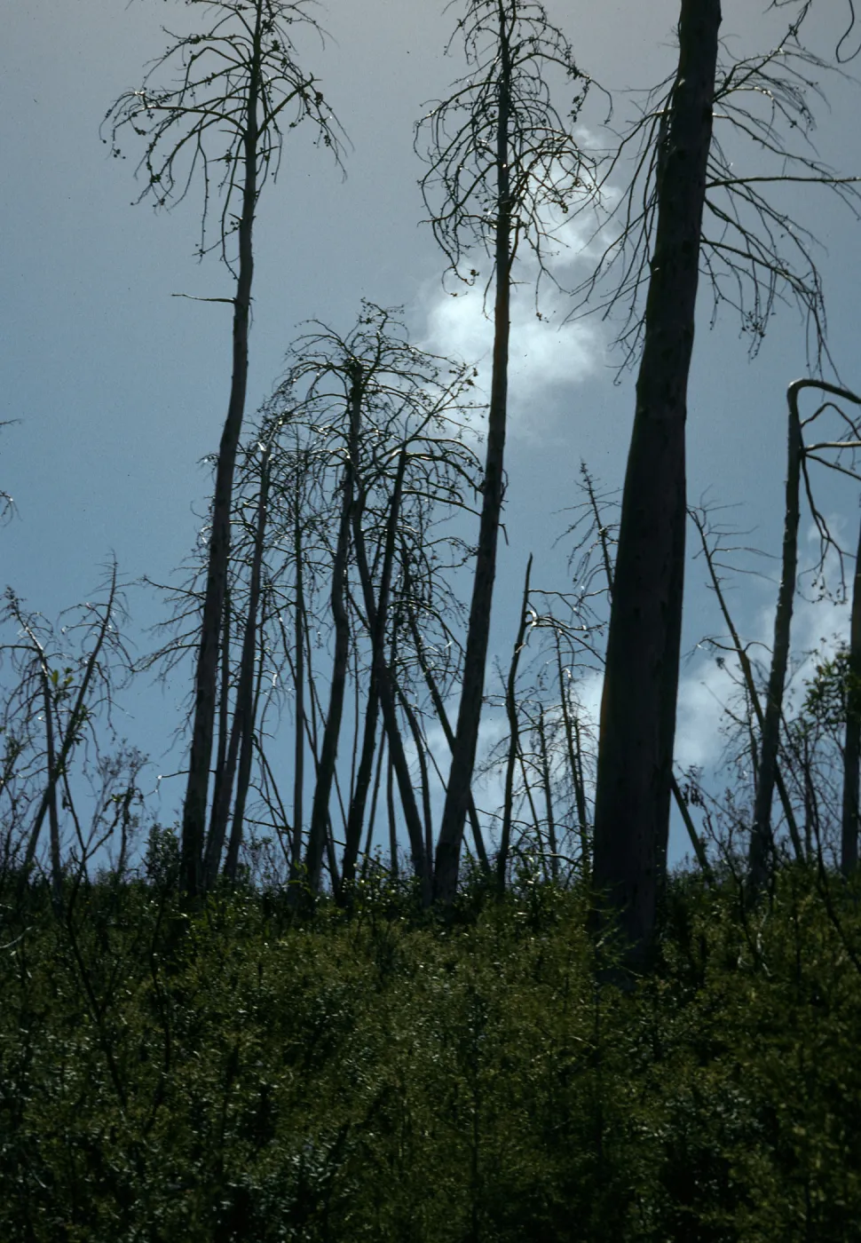  burned Cupressus sargentii, Lions Den,
